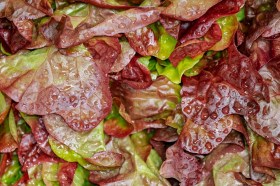 Biscia Rossa tépősaláta - Igazi saláta különlegességek az Egzotikus Növények Stúdiója kínálatából